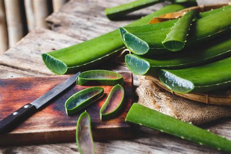 Grow Your Own Aloe Vera: Easy Step-by-Step Guide